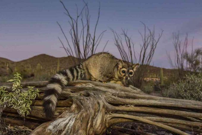 Ringtail captif (Bassariscus astutus)