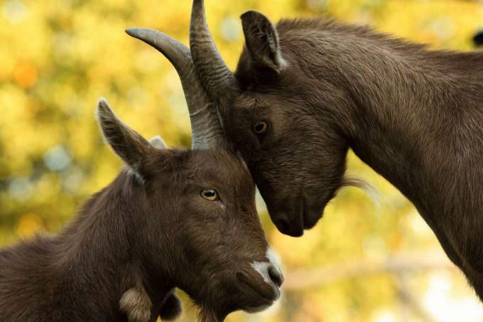 Pygmy Goats Billy et Nanny