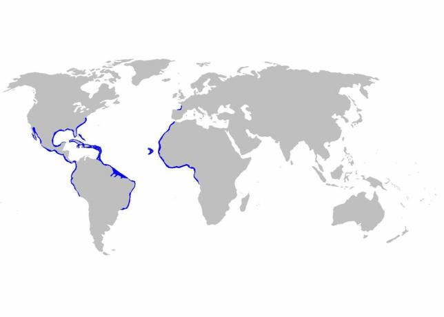 Carte de distribution de Ginglymostoma cirratum