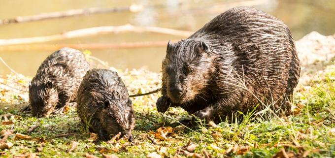 Famille de castors au bord du lac