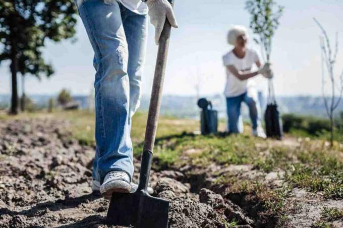 Homme fort tenant une pelle et creusant dans le jardin tout en plantant un arbre