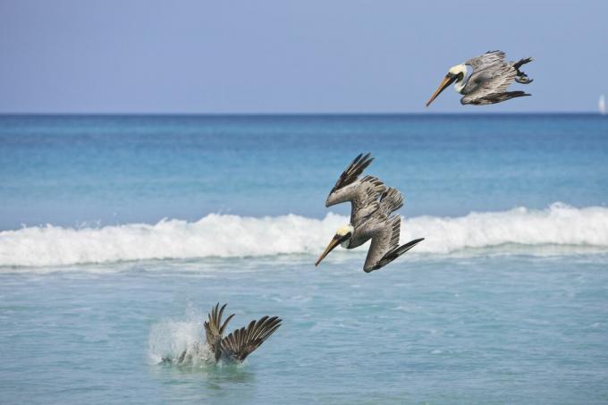 Pélicans Plongée pour poissons