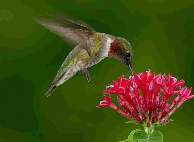 Un mâle Colibri à gorge rubis en vol planant et buvant à partir d'un groupe de petites fleurs rouges sur un fond vert