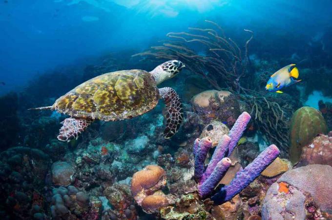 Poisson-ange Wueen et tortue imbriquée, Antilles néerlandaises