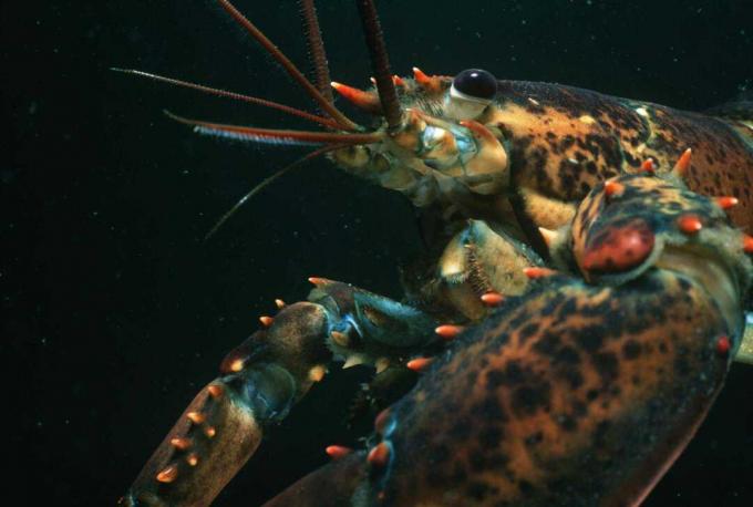Homard du Maine