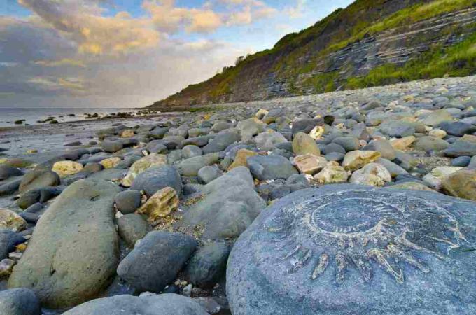 Royaume-Uni, Angleterre, Dorset, Lyme Regis, Monmouth Beach, Ammonite Pavement, grand fossile d'ammonite