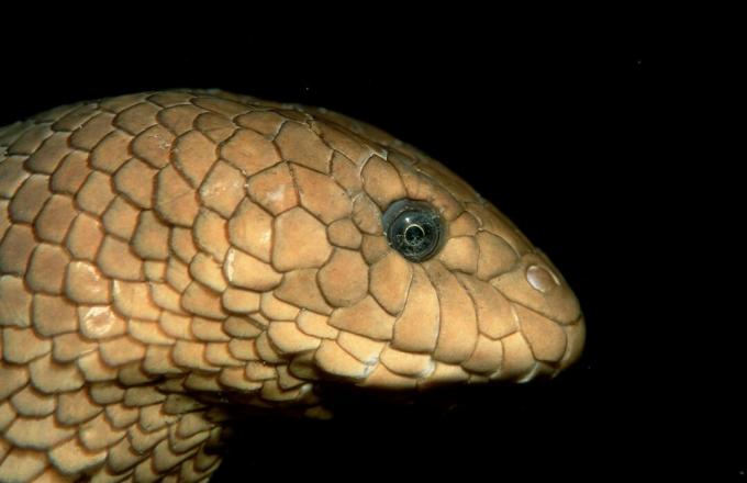 Serpent de mer olive, Hydrophiidae, océan Pacifique, Papouasie-Nouvelle-Guinée