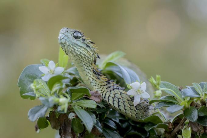 Serpent vipère de Bush poilu