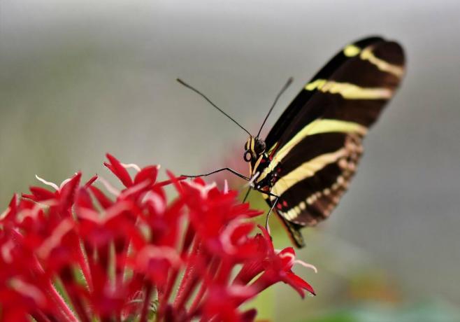 Gros plan d'un papillon assis sur une fleur.