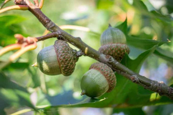 Trois noix de gland vert sur les branches de chêne de laurier