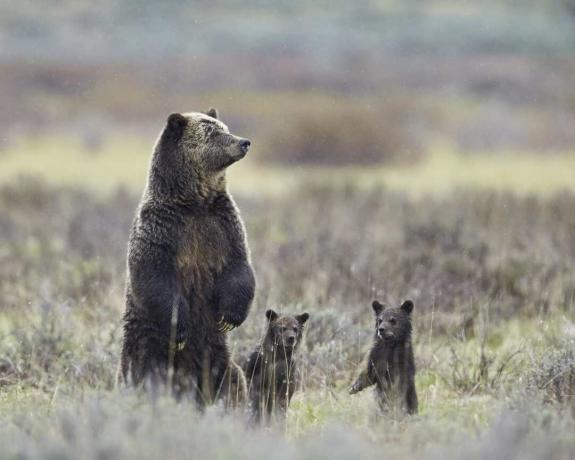 Grizzli (Ursus arctos horribilis) truie et deux oursons de l'année, tous debout sur leurs pattes arrière, Parc National de Yellowstone, Wyoming