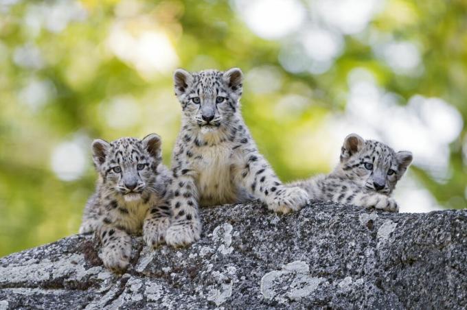 Les oursons léopards des neiges ont des taches noires qui se transforment en rosettes à l'approche de la maturité des chats.