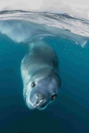 Les mâles du phoque léopard pendent sous la glace lorsqu'ils chantent.