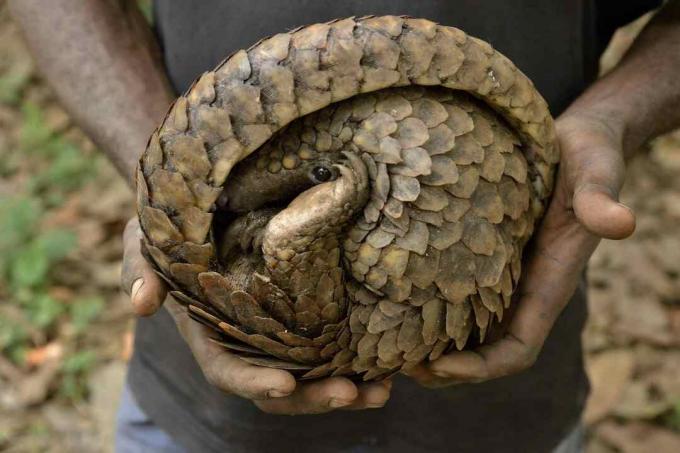 Pangolin aux mains d'un braconnier, roulé dans sa position défensive.