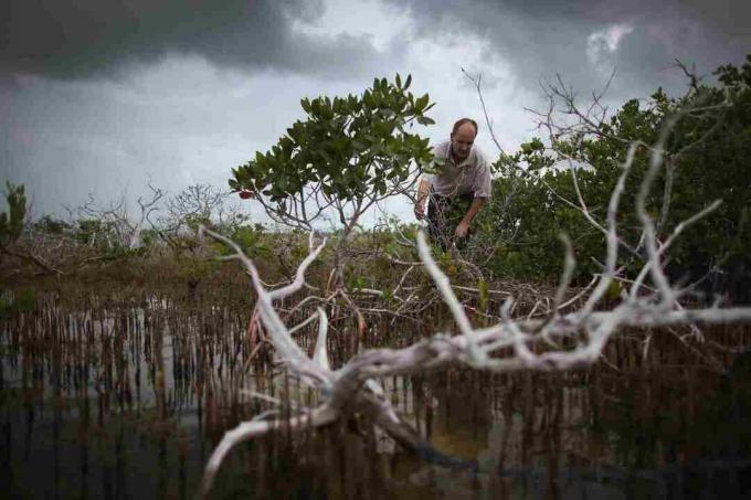 Impacts du changement climatique sur les Florida Keys