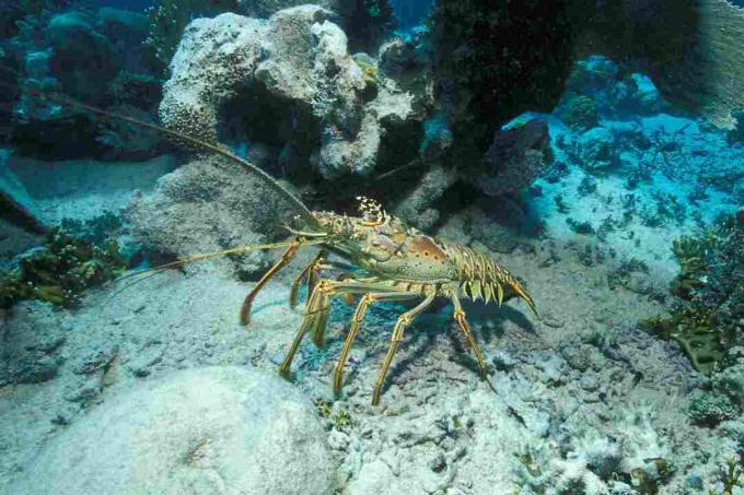 Homard épineux / Borut Furlan / WaterFrame / Getty Images