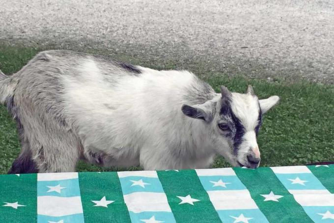 Pgymy Goat échantillonne une nappe