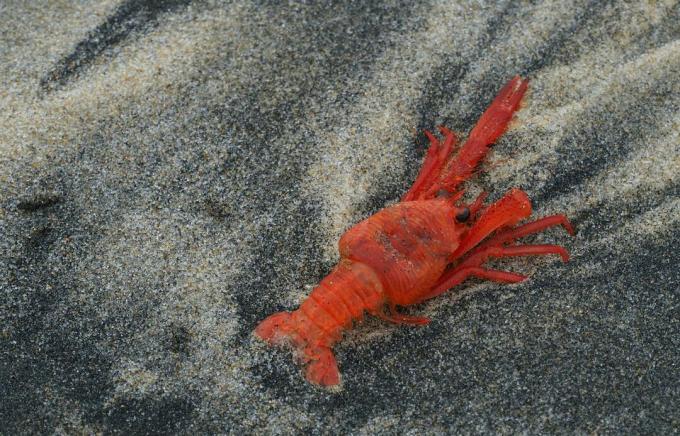 Gros plan du homard rouge sur la plage