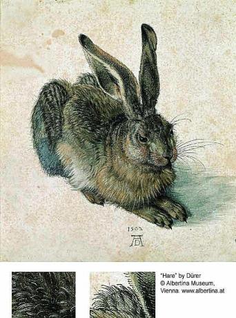 Lapin ou lièvre - Albrecht Dürer