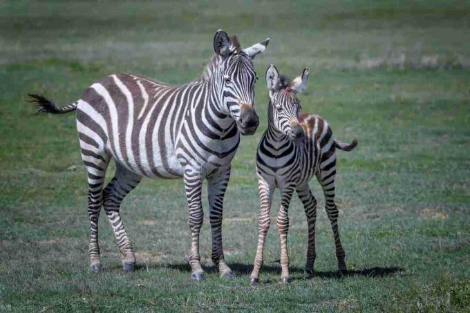 Mère et bébé zèbre dans le cratère du Ngorongoro, Tanzanie, Afrique de l'Est