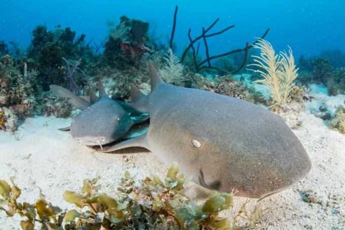 Pendant la journée, les requins nourrices restent en contact les uns avec les autres.