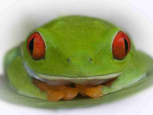 Pendant la journée, la grenouille replie ses pattes colorées sous elle. S'il est dérangé, il ouvre les yeux pour surprendre les prédateurs.