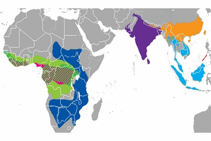 Répartition des espèces de pangolins.