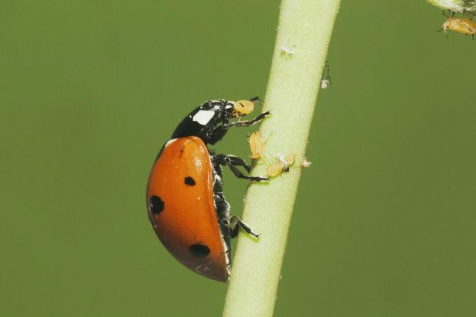 Coccinelle à sept points (Coccinella septempunctata) adulte mangeant des pucerons