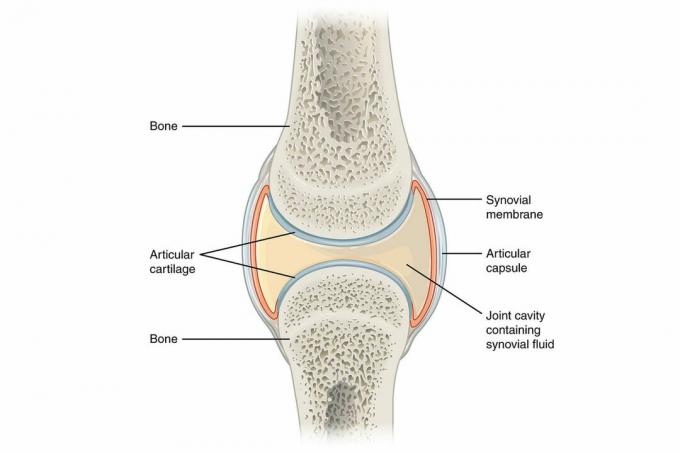 Diagramme synovial avec étiquettes sur fond blanc.