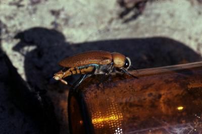 Un coléoptère australien mâle tente de s