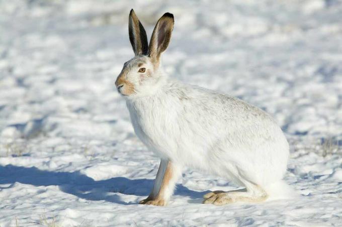 Jackrabbit à queue blanche avec fourrure d'hiver