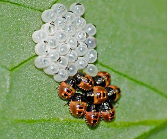 Larve de coccinelle sur feuille