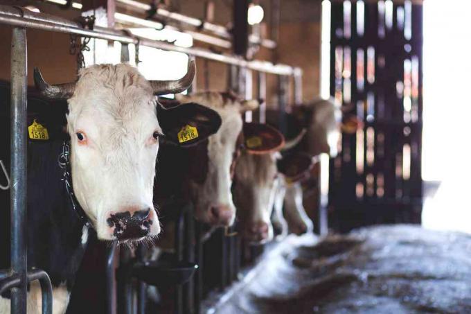 Vache dans une ferme d'élevage commerciale.