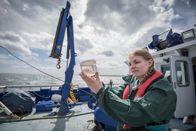 Femme scientifique inspectant un échantillon de plancton sur un navire de recherche