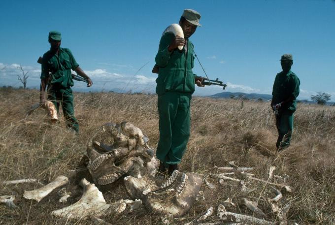 MIKUMI, TANZANIE - JUILLET 1989: Park Rangers, qui gagnent 70 dollars américains par mois avec une défense d'ivoire d'éléphant confisquée d'une valeur de 2700 dollars américains, au parc national de Mikumi, en Tanzanie. Les rangers se tiennent à côté des restes d'un éléphant mâle tué par des braconniers.