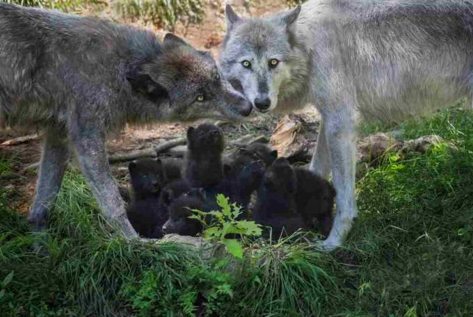 Famille de loups noirs avec des chiots nouveau-nés, Canada