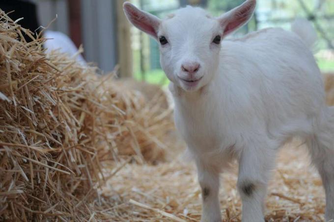 bébé chèvre pygmée enfant jouant dans la paille