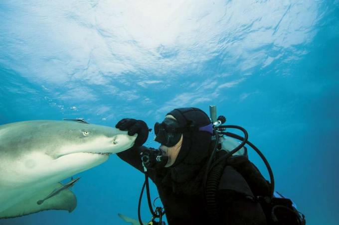 Les requins citrons sont populaires auprès des plongeurs car ils ne sont généralement pas agressifs envers les humains.