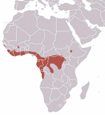 Carte de répartition des chauves-souris à tête marteau