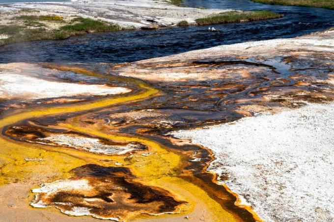 Les thermophiles, les bactéries et autres micro-organismes qui se développent mieux à des températures supérieures à la normale, créent des couleurs intéressantes dans et autour des piscines du parc national de Yellowstone