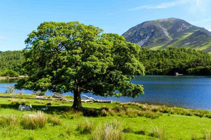 Moutons s'abritant sous l'eau Oak Tree