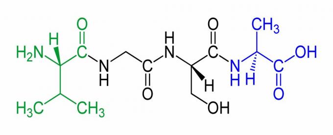 Ceci est un exemple de tétrapeptide, avec l'extrémité N-terminale en vert et l'extrémité C-terminale en bleu.