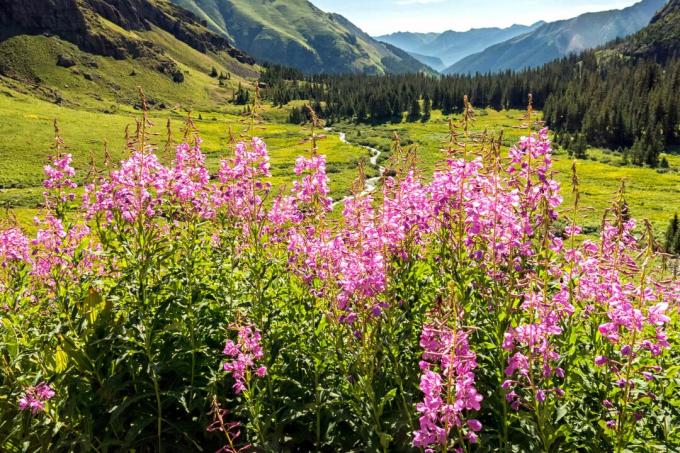 Fleurs d'épilobe dans les montagnes du Colorado