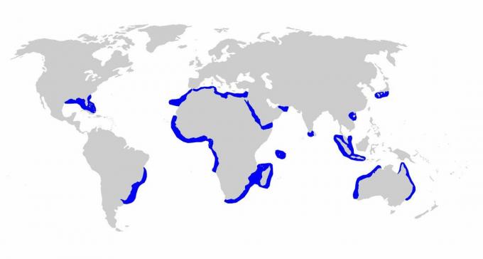Distribution de requins fileurs