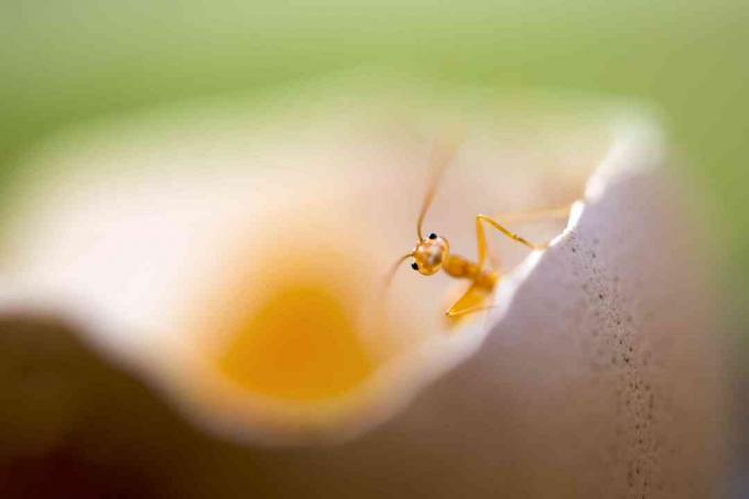 adorable petite fourmi rouge solitaire