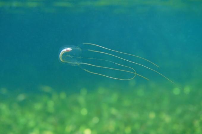 Boîte de méduses avec du poisson mort dans son estomac