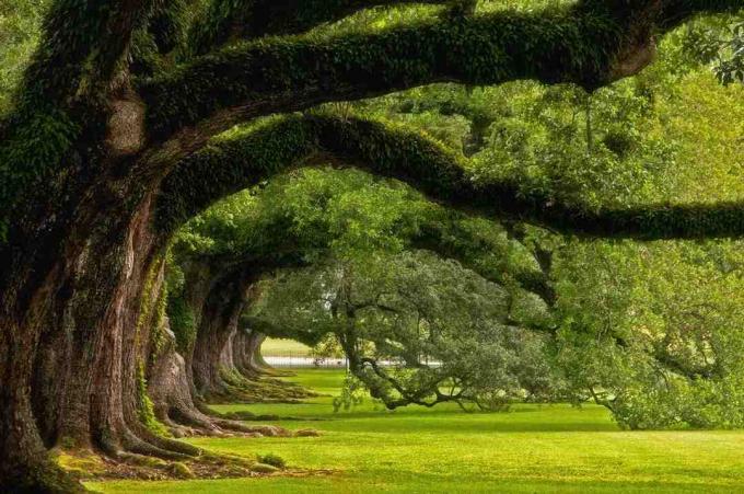 Pris à Oak Alley Plantation