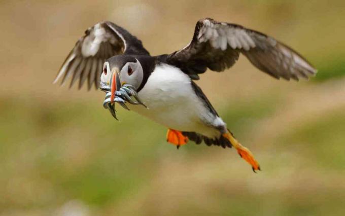 Macareux moine (Fratercula arctica) transportant des lançons chassés (Ammodytes), Pays de Galles, Royaume-Uni