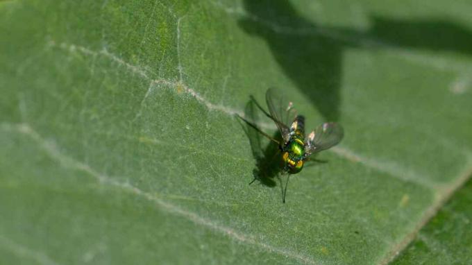 Une mouche de l'ordre des Diptères assise sur une feuille.