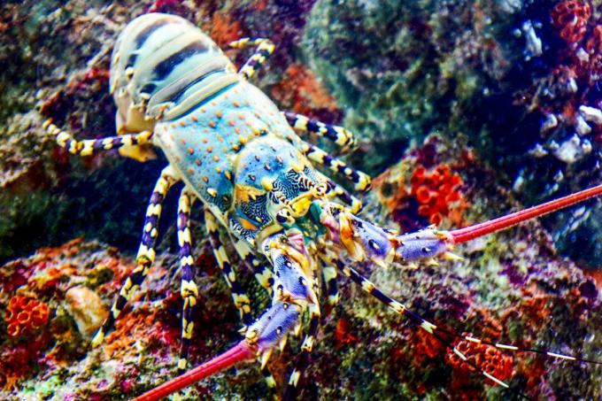 Certaines espèces de homard épineux sont colorées.